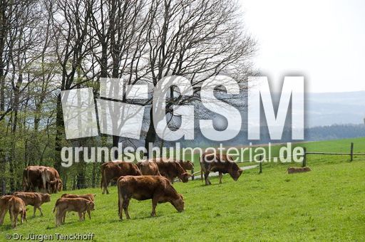 Hausrind (68 von 174).jpg